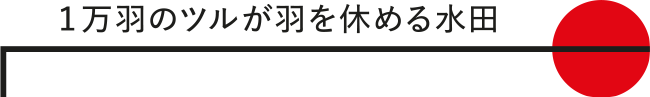 1万羽のツルが羽を休める水田