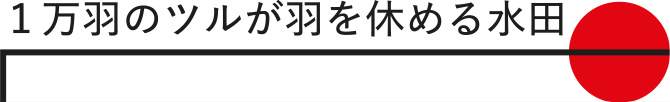 1万羽のツルが羽を休める水田